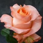 Rose d'Equateur Ethiflora